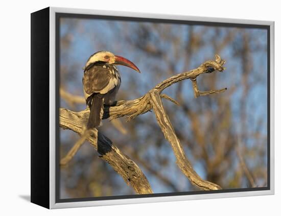Red Billed Hornbill, Tockus Leucomelas, Bushveld, Namibia-Maresa Pryor-Framed Premier Image Canvas