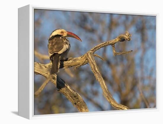 Red Billed Hornbill, Tockus Leucomelas, Bushveld, Namibia-Maresa Pryor-Framed Premier Image Canvas