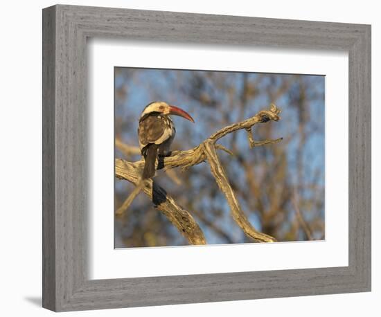 Red Billed Hornbill, Tockus Leucomelas, Bushveld, Namibia-Maresa Pryor-Framed Photographic Print