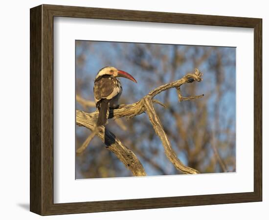 Red Billed Hornbill, Tockus Leucomelas, Bushveld, Namibia-Maresa Pryor-Framed Photographic Print