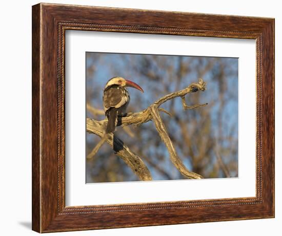 Red Billed Hornbill, Tockus Leucomelas, Bushveld, Namibia-Maresa Pryor-Framed Photographic Print