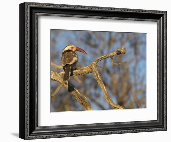 Red Billed Hornbill, Tockus Leucomelas, Bushveld, Namibia-Maresa Pryor-Framed Photographic Print