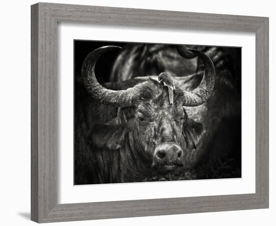 Red-Billed Oxpecker and the Buffalo-Mathilde Guillemot-Framed Photographic Print