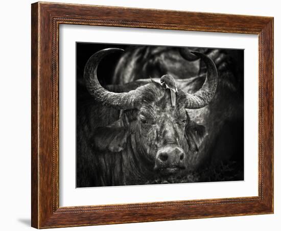 Red-Billed Oxpecker and the Buffalo-Mathilde Guillemot-Framed Photographic Print