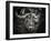 Red-Billed Oxpecker and the Buffalo-Mathilde Guillemot-Framed Photographic Print