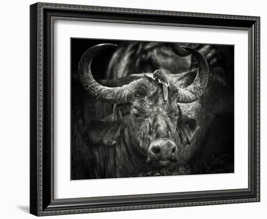 Red-Billed Oxpecker and the Buffalo-Mathilde Guillemot-Framed Photographic Print