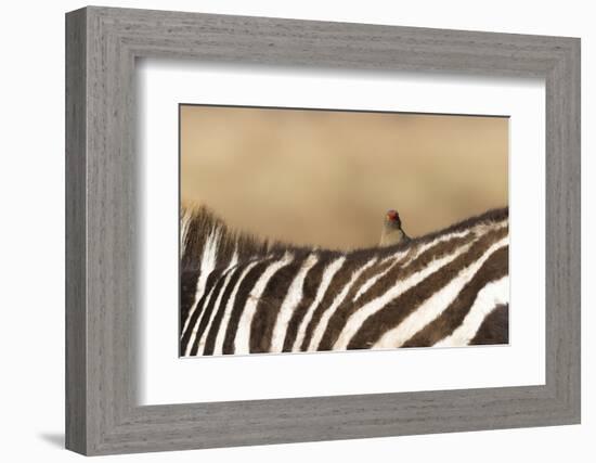 Red-billed oxpecker (Buphagus erythrorhynchus), Ngorongoro Conservation Area, Tanzania, East Africa-Ashley Morgan-Framed Photographic Print