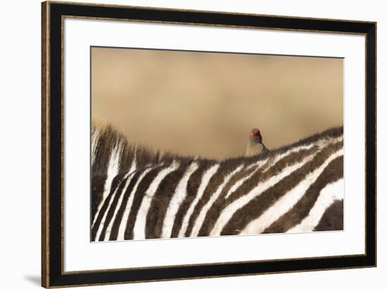 Red-billed oxpecker (Buphagus erythrorhynchus), Ngorongoro Conservation Area, Tanzania, East Africa-Ashley Morgan-Framed Photographic Print