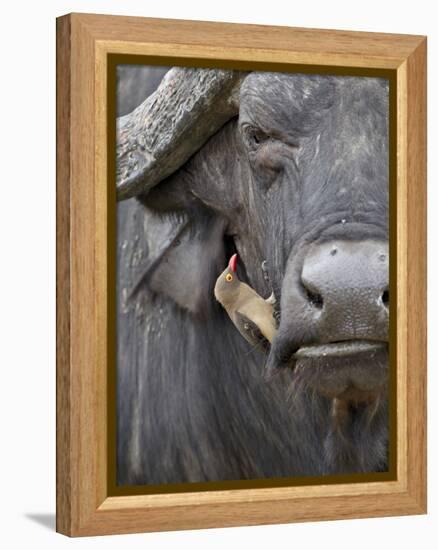 Red-Billed Oxpecker (Buphagus Erythrorhynchus) on a Cape Buffalo (African Buffalo) (Syncerus Caffer-James Hager-Framed Premier Image Canvas