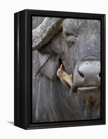 Red-Billed Oxpecker (Buphagus Erythrorhynchus) on a Cape Buffalo (African Buffalo) (Syncerus Caffer-James Hager-Framed Premier Image Canvas