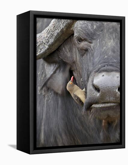 Red-Billed Oxpecker (Buphagus Erythrorhynchus) on a Cape Buffalo (African Buffalo) (Syncerus Caffer-James Hager-Framed Premier Image Canvas