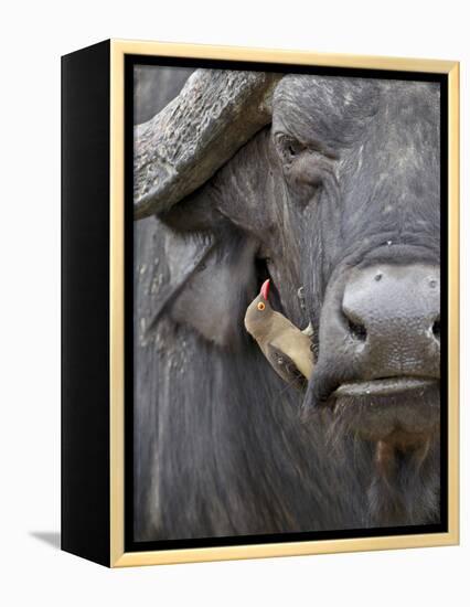 Red-Billed Oxpecker (Buphagus Erythrorhynchus) on a Cape Buffalo (African Buffalo) (Syncerus Caffer-James Hager-Framed Premier Image Canvas