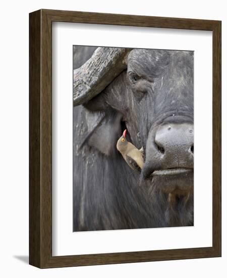 Red-Billed Oxpecker (Buphagus Erythrorhynchus) on a Cape Buffalo (African Buffalo) (Syncerus Caffer-James Hager-Framed Photographic Print