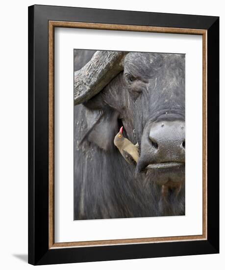 Red-Billed Oxpecker (Buphagus Erythrorhynchus) on a Cape Buffalo (African Buffalo) (Syncerus Caffer-James Hager-Framed Photographic Print