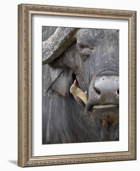 Red-Billed Oxpecker (Buphagus Erythrorhynchus) on a Cape Buffalo (African Buffalo) (Syncerus Caffer-James Hager-Framed Photographic Print