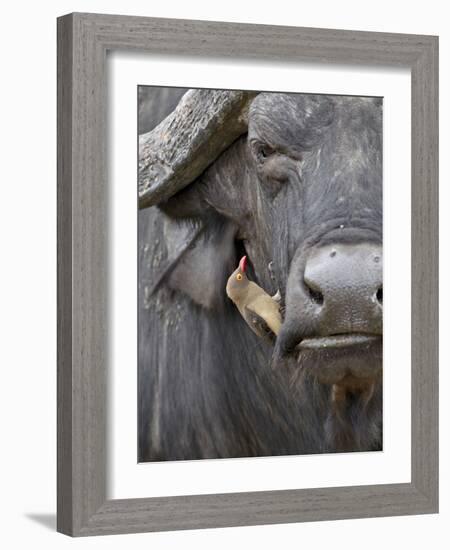 Red-Billed Oxpecker (Buphagus Erythrorhynchus) on a Cape Buffalo (African Buffalo) (Syncerus Caffer-James Hager-Framed Photographic Print