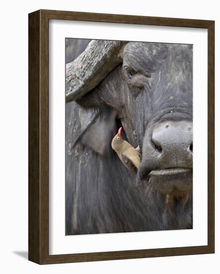 Red-Billed Oxpecker (Buphagus Erythrorhynchus) on a Cape Buffalo (African Buffalo) (Syncerus Caffer-James Hager-Framed Photographic Print