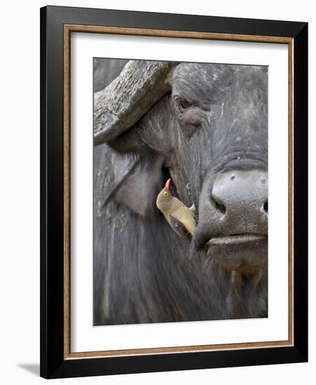 Red-Billed Oxpecker (Buphagus Erythrorhynchus) on a Cape Buffalo (African Buffalo) (Syncerus Caffer-James Hager-Framed Photographic Print