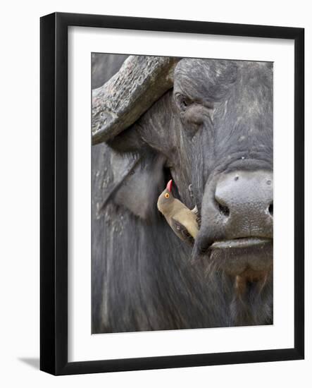 Red-Billed Oxpecker (Buphagus Erythrorhynchus) on a Cape Buffalo (African Buffalo) (Syncerus Caffer-James Hager-Framed Photographic Print