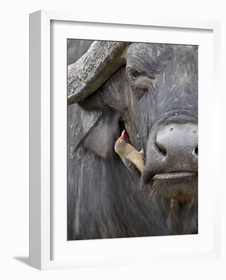 Red-Billed Oxpecker (Buphagus Erythrorhynchus) on a Cape Buffalo (African Buffalo) (Syncerus Caffer-James Hager-Framed Photographic Print