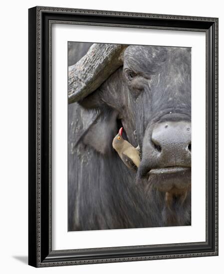 Red-Billed Oxpecker (Buphagus Erythrorhynchus) on a Cape Buffalo (African Buffalo) (Syncerus Caffer-James Hager-Framed Photographic Print