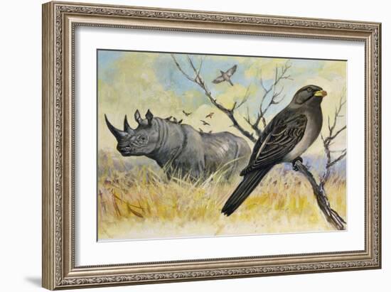 Red-Billed Oxpecker (Buphagus Erythrorhynchus), Sturnidae, and Rhinoceros-null-Framed Giclee Print