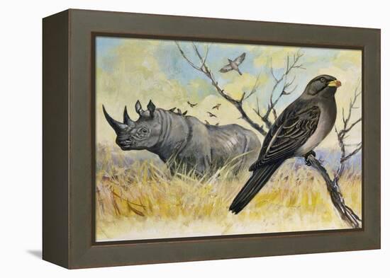 Red-Billed Oxpecker (Buphagus Erythrorhynchus), Sturnidae, and Rhinoceros-null-Framed Premier Image Canvas