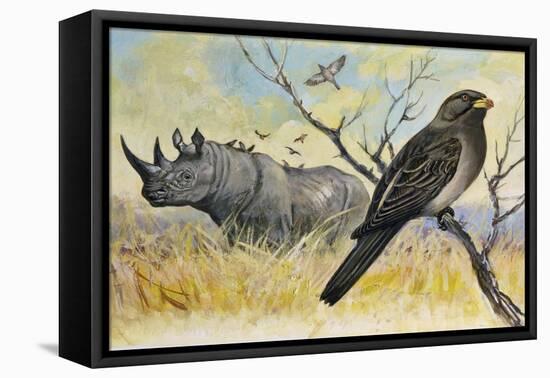 Red-Billed Oxpecker (Buphagus Erythrorhynchus), Sturnidae, and Rhinoceros-null-Framed Premier Image Canvas