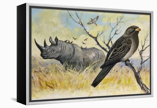 Red-Billed Oxpecker (Buphagus Erythrorhynchus), Sturnidae, and Rhinoceros-null-Framed Premier Image Canvas