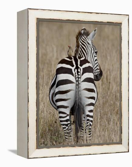Red-Billed Oxpecker on a Grants Zebra-James Hager-Framed Premier Image Canvas