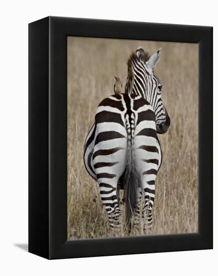 Red-Billed Oxpecker on a Grants Zebra-James Hager-Framed Premier Image Canvas