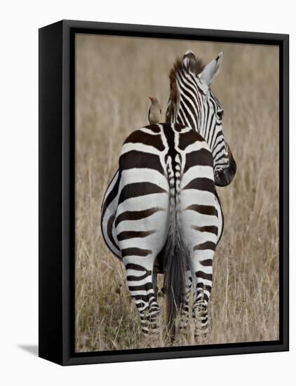 Red-Billed Oxpecker on a Grants Zebra-James Hager-Framed Premier Image Canvas