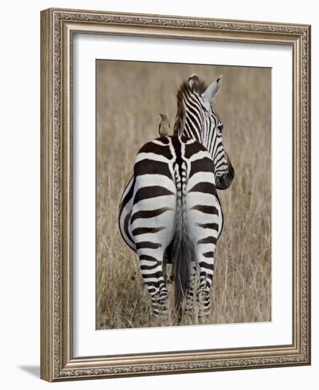 Red-Billed Oxpecker on a Grants Zebra-James Hager-Framed Photographic Print