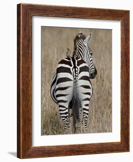 Red-Billed Oxpecker on a Grants Zebra-James Hager-Framed Photographic Print