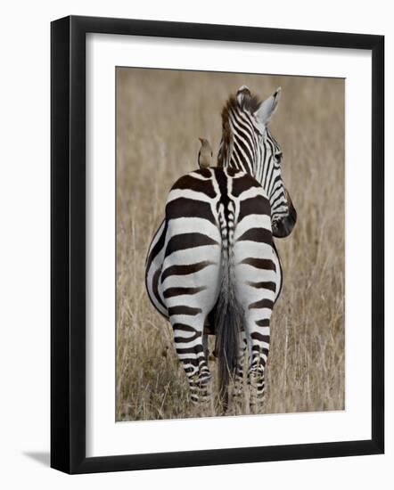 Red-Billed Oxpecker on a Grants Zebra-James Hager-Framed Photographic Print