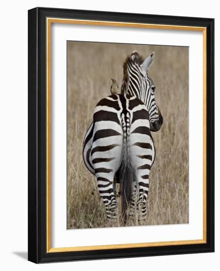 Red-Billed Oxpecker on a Grants Zebra-James Hager-Framed Photographic Print