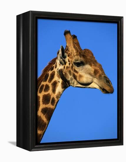 Red-Billed Oxpecker on Giraffe's Head-null-Framed Premier Image Canvas