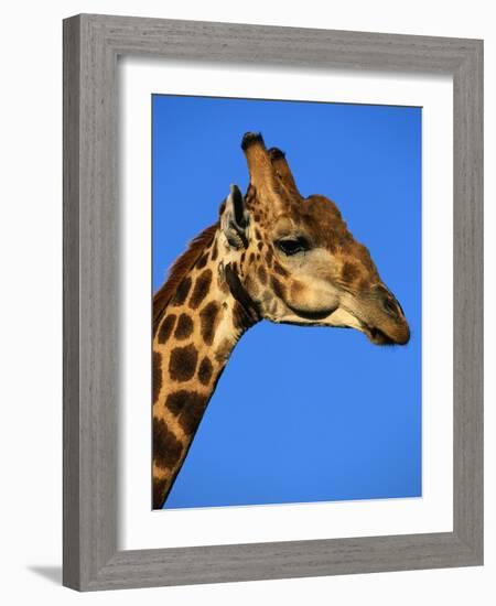 Red-Billed Oxpecker on Giraffe's Head-null-Framed Photographic Print