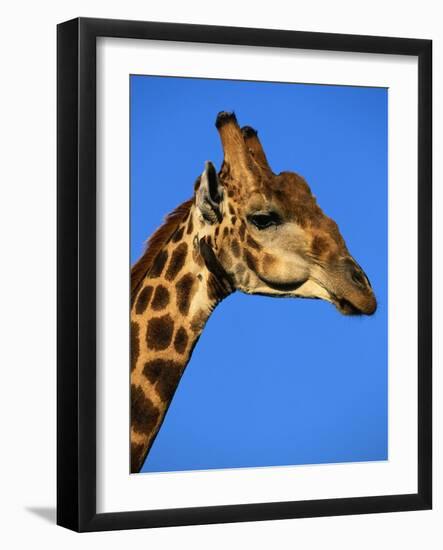 Red-Billed Oxpecker on Giraffe's Head-null-Framed Photographic Print