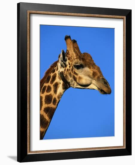 Red-Billed Oxpecker on Giraffe's Head-null-Framed Photographic Print