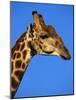 Red-Billed Oxpecker on Giraffe's Head-null-Mounted Photographic Print