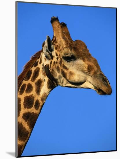 Red-Billed Oxpecker on Giraffe's Head-null-Mounted Photographic Print