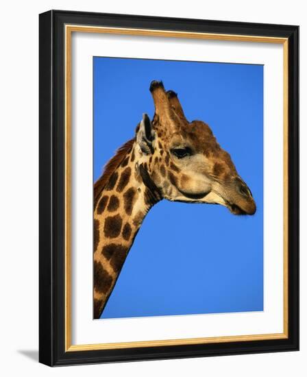 Red-Billed Oxpecker on Giraffe's Head-null-Framed Photographic Print