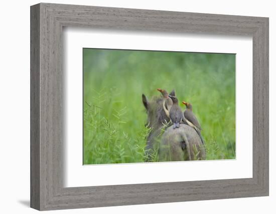 Red-Billed Oxpeckers (Buphagus Erythrorhynchus) Adult and Young-Neil Aldridge-Framed Photographic Print