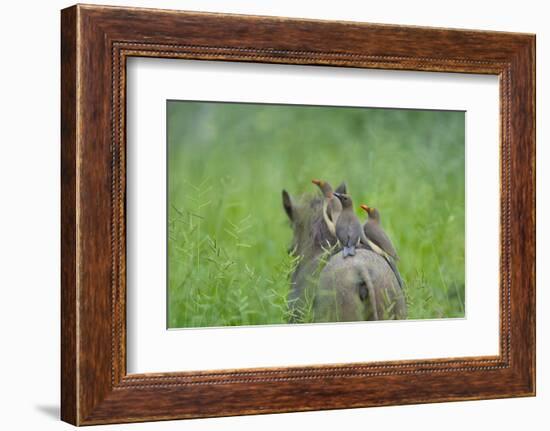 Red-Billed Oxpeckers (Buphagus Erythrorhynchus) Adult and Young-Neil Aldridge-Framed Photographic Print