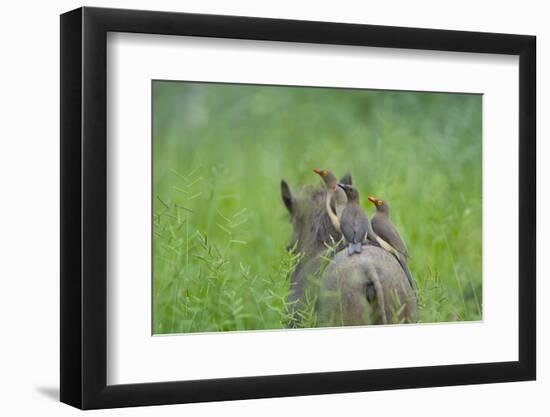 Red-Billed Oxpeckers (Buphagus Erythrorhynchus) Adult and Young-Neil Aldridge-Framed Photographic Print