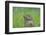 Red-Billed Oxpeckers (Buphagus Erythrorhynchus) Adult and Young-Neil Aldridge-Framed Photographic Print