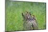 Red-Billed Oxpeckers (Buphagus Erythrorhynchus) Adult and Young-Neil Aldridge-Mounted Photographic Print