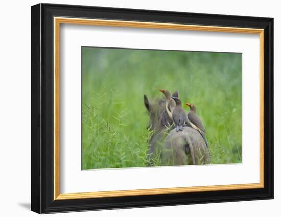 Red-Billed Oxpeckers (Buphagus Erythrorhynchus) Adult and Young-Neil Aldridge-Framed Photographic Print