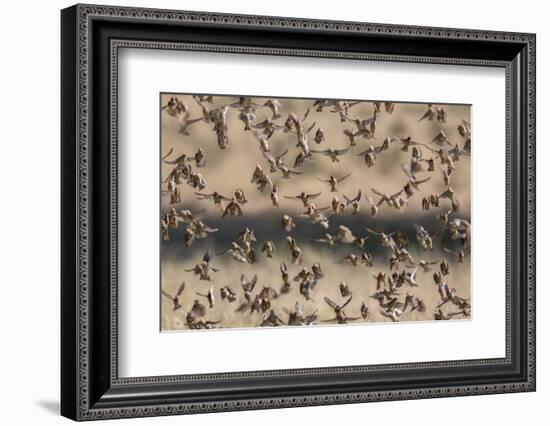 Red-billed quelea (Quelea quelea) flocking at water, Kgalagadi Transfrontier Park, South Africa, Af-Ann and Steve Toon-Framed Photographic Print